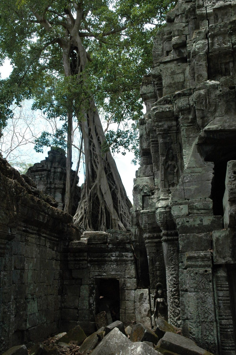 Strangling trees of Angkor Wat