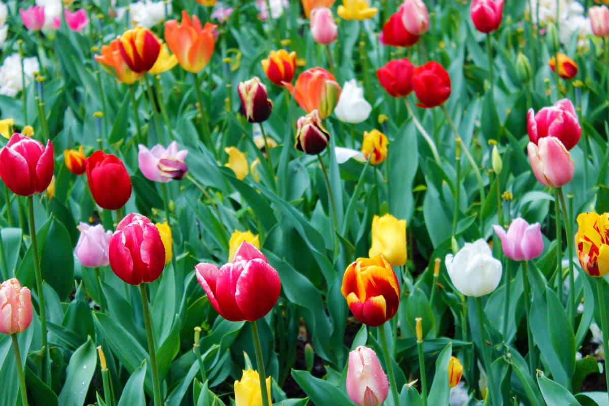 Dutch tulips