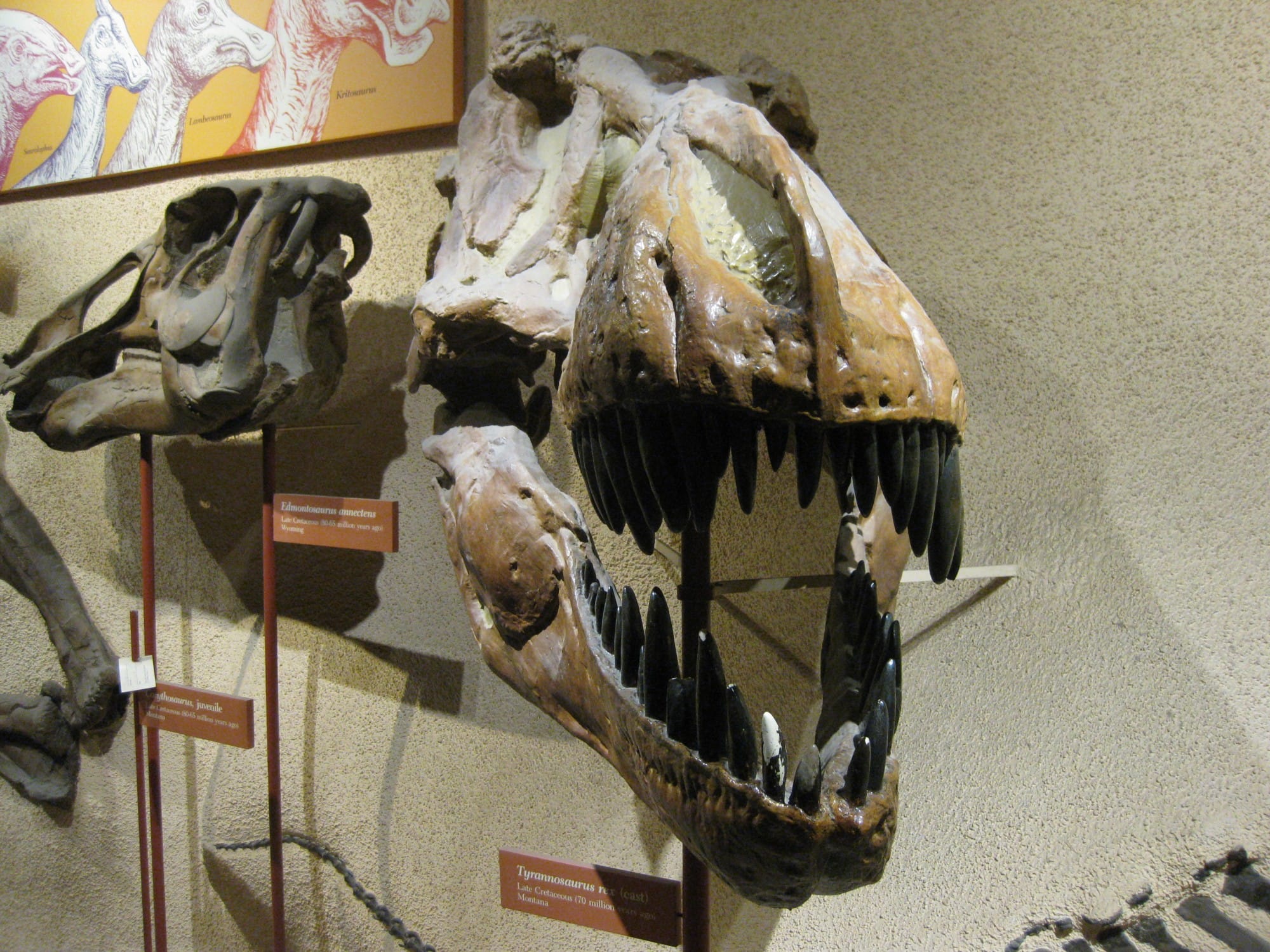 natural history museum